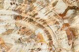 Beautiful Petrified Wood (Araucaria) Slab - Madagascar #361460-1